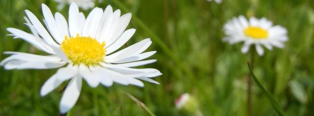 daisies-364737cropsurl.org (Large)