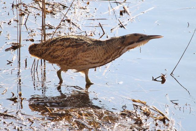 Botaurus_stellaris_-Minsmere_RSPB_reserve,_Suffolk,_England-8