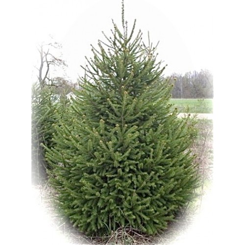 christmas tree farm shop